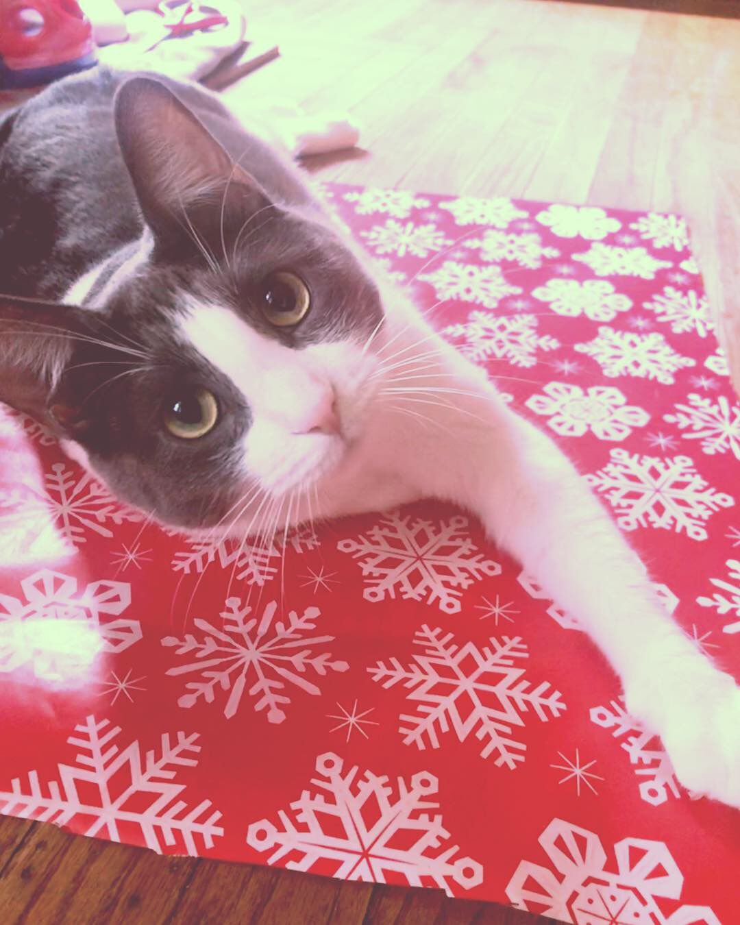Christmas Cats 2018